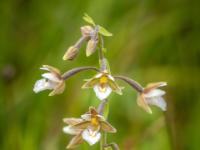 Sumpf-Ständelwurz Orchidee